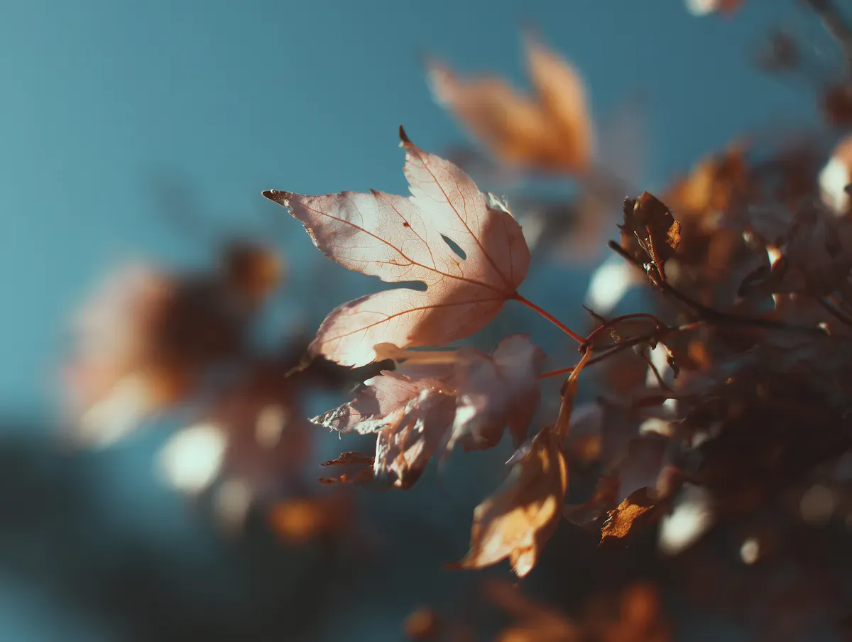 Illustration de l'article : Pourquoi l'automne est le moment clé pour choisir son officiante.